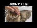 痩せた捨て老猫を保護して1ヶ月【保護猫・老猫】 shorts