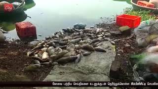 Five tonnes of dead fishes float in Periyakulam Lake, fishermen allege water pollution