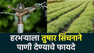 Chana Crop Irrigation Management : हरभरा पाणी व्यवस्थापन |Agrowon