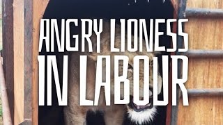 Angry Lioness In Labour - The Lionman