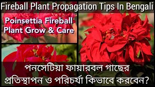 #poinsettia #fireball #grow \u0026 #caring Tips|How To Grow \u0026 Care Poinsettia Fireball Plant In Bengali.