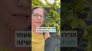 הצמח שהוכח מחקרית שעוזר להפרעות שינה וחרדה כמו תרופות מרשם וגדל ליד הבית