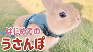 【うさんぽ】生まれてはじめての外の世界！公園でお散歩してみた！【めるんぽ】