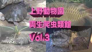 上野動物園両生爬虫類館に行ったよVol.3  a reptile house へびsnake ワニcayman かめtortoise アロワナarowana カメレオンchameleon ワニガメ