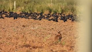 A Parliament of Rooks (+ Hare, Jackdaws \u0026 Partridges)