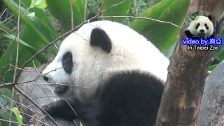 20141025圓仔爬樹差點軟腳The Giant Panda Yuan Zai