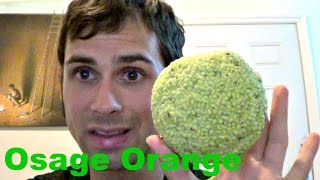 How to eat an Osage Orange - Weird Fruit Explorer Ep. 119