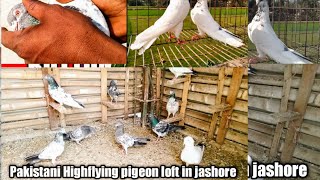 হাইফ্লায়ার কবুতর  খামার যশোর টার্মিনাল #pigeon #যশোর #farm