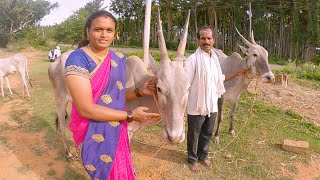 Ramakrishnaiah and family with hallikar cows