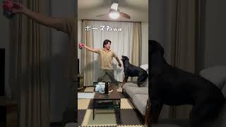 【大型犬】クセ強パパのロットワイラーとの遊び方 #shorts