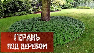 ГЕРАНЬ В ПРИСТВОЛЬНОМ КРУГЕ