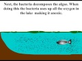 eutrophication animation