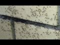 Barry Buttle Tribute: War On Ants