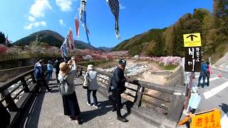 月川温泉　花桃の里