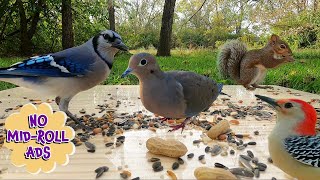 🐾🐾10 Hours of Birds & Squirrels for Dogs & Cats to watch [NO MID-ROLL ADS] Cat TV | Dog TV  🐶😺📺