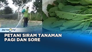 Musim Kemarau, Petani Sirami Tanaman Pagi dan Sore