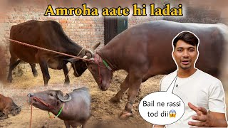 Sultan ko Amroha le aaye apne gao mein || aate hee Nazar || @Bull.Rider-Vlogs