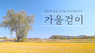 연천 가을걷이, 가을에 익은 곡식을 거두어 들이다.