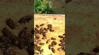 മഴക്കാലത്ത് തേനീച്ചക്കൂടിന് പ്രത്യേക  പരിചരണം കൊടുക്കുന്നത് എന്തിന് | #beekeeping, #beehive,#shorts,