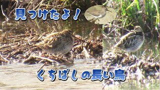 【水辺の野鳥】湿地自然公園でイソシギ＆タシギ（初見）を発見！