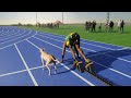 Usain Bolt VS Fastest Dog