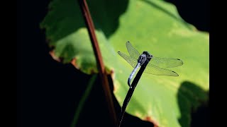 The little dragonfly in the lotus pond｜荷塘小蜻蜓