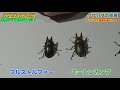 オウゴンオニ4種の見分け方を見つけていく動画