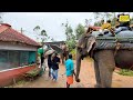 munnar elephant safari carmelagiri elephant park kerala tamil tamilvlogs animal elephant