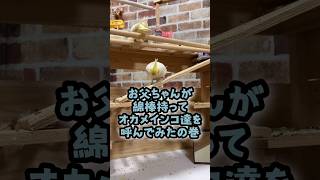 ピタゴラ⭐️オカメインコ！？お父ちゃんが綿棒持ってオカメインコ達を呼んでみたの巻  #セキセイインコ #オカメインコ #cockatiel #バードアスレチック #インコ芸 #癒し #インコライフ