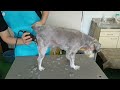 【トリミング】５倍速でわかる！ミニチュアシュナウザーのトリミング【２０７時間目】　 　 5xspeed trimming for miniature schnauzer