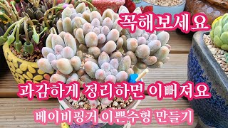 다육이 이쁘게 키우고 싶다면 꼭 해보세요#베이비핑거 이쁜수형 만들기