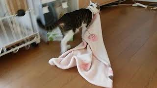 岡山で里親募集中の子猫　ゆうり