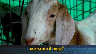 മലബാറി ആട് അറിയേണ്ടതെല്ലാം| Malabari goat breed