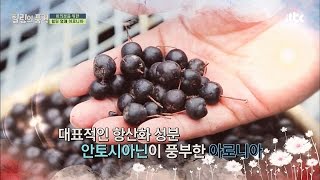 왕의 열매 '아로니아' 항산화 성분 가득~ 다이어트 효과 굿! 힐링의 품격 13회