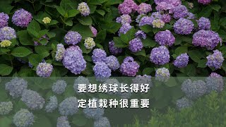 【海媽園藝課堂81】要想繡球長得好，定植栽種很重要|Choosing Right Place to Plant Hydrangea Macrophylla