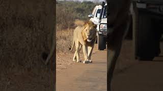 The King of the road 🦁Lion Kruger park South Africa
