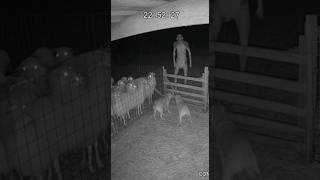 Real CCTV: Dogs Defend Sheep from a Skinwalker #shorts #horror #skinwalker #ringcamera #birdtrend