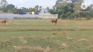 ঘোড়ার চেয়ে গরুর দৌড়ে এগিয়ে। @Viral horse 2024.