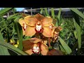 how to care for orchids the ultimate guide 2024🌺🌿 episode 23