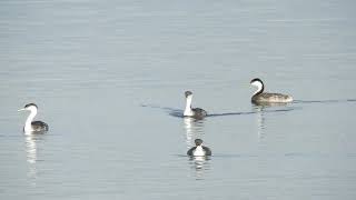 Adventures of the Horned Grebe