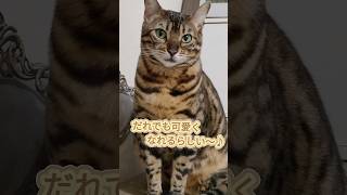 ゆっくり瞬きすると誰でも可愛くなれるらしい♪#shorts #cat