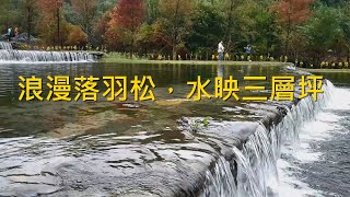 浪漫落羽松，水映三層坪 - 阿舍的精彩生活