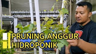 PRUNING ANGGUR HIDROPONIK #anggur #hidroponik