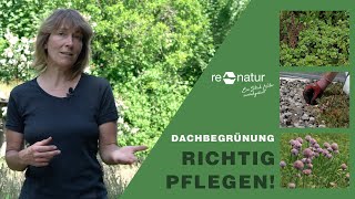 Dachbegrünungen richtig pflegen - von der Fertigstellungspflege bis zur Unterhaltungspflege