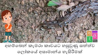 අහම්බෙන් කැමරාවට හසුවුණු සත්ත්ව ලෝකයේ අසාමාන්‍ය හැසිරීමක්...