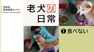 【老犬の日常①】食べない