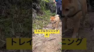 山が好きな柴犬。犬とトレイルランニング🐕