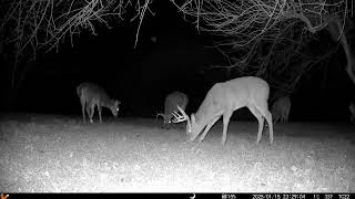 Wow, look at all the bucks in the yard. Pretty deer together with nice antlers trail cam2 20250120