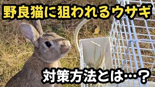 自作ラビットランで庭さんぽ中に野良猫に狙われるウサギ。その対策方法とは…？【445】365日うさぎ/うさ父どうが