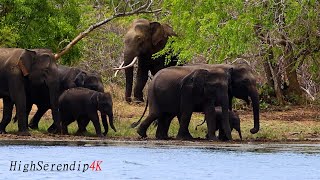 【Elephants in Yala】Tusker Nandimithra Finding His Ms. Right